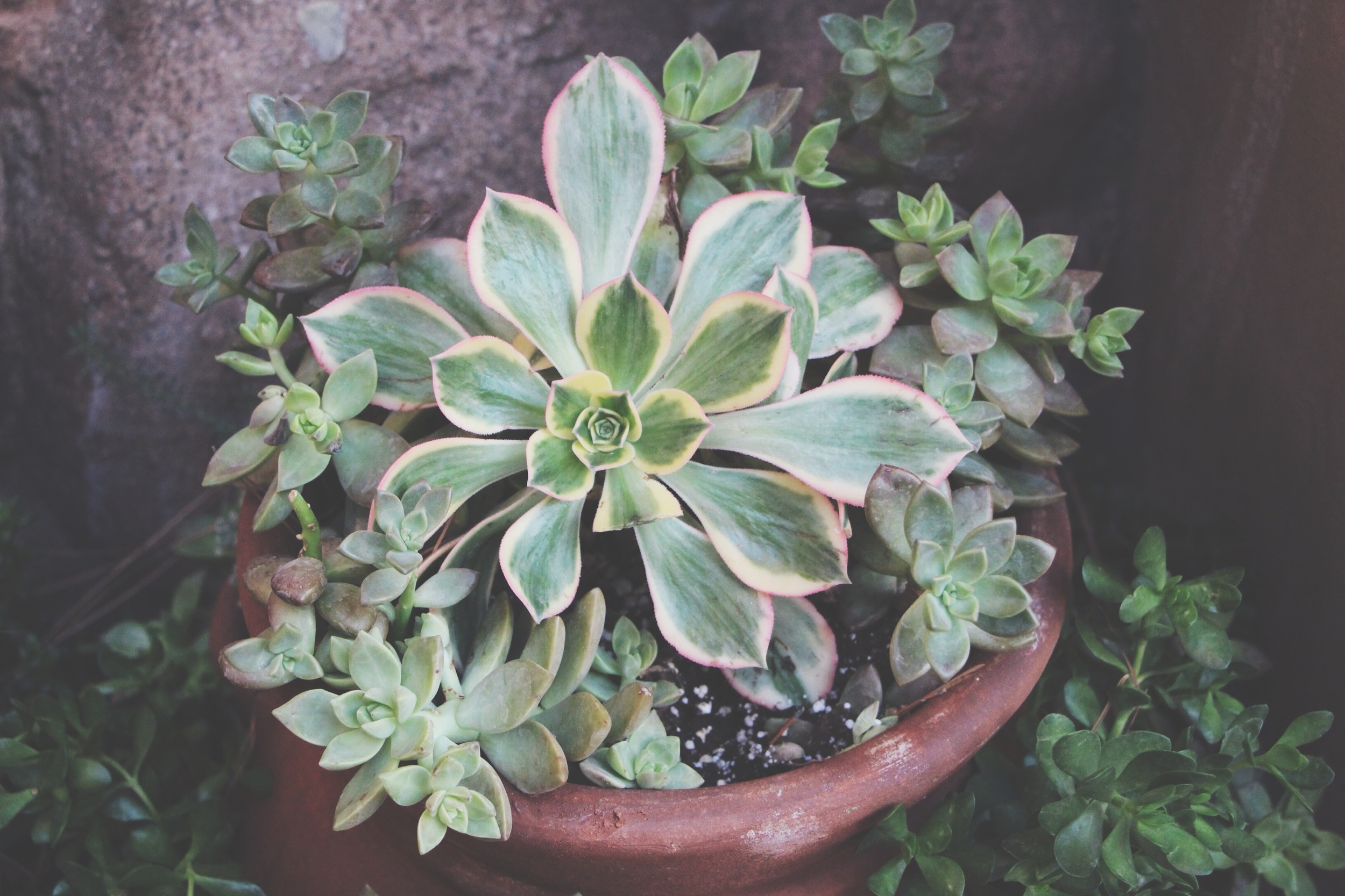 Succulent Sighting: Disneyland :: The succulents of Rancho del Zocalo restaurant in Frontierland at Disneyland Resort in California.&nbsp;&nbsp;